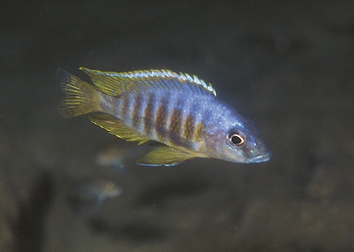 Otopharynx heterodon 'Gome Rock'